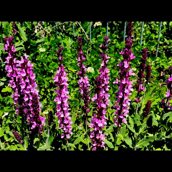 Meet your Posher, Johanne - Picture 1 of 1